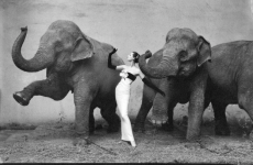 avedon-elephant-picture dovima so slonovi 1955