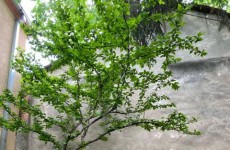 Стефанија Гаштарска