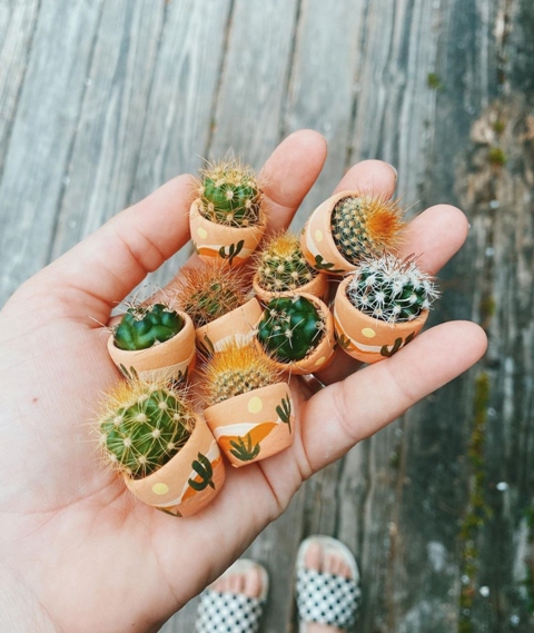 mikro kaktus