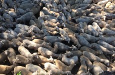 10_Planet der Schafe